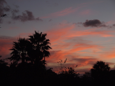 [Behind the palm trees in the foreground are dusky pink-orange clouds as well as a couple of dark purple ones at the top of the image.]